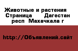  Животные и растения - Страница 12 . Дагестан респ.,Махачкала г.